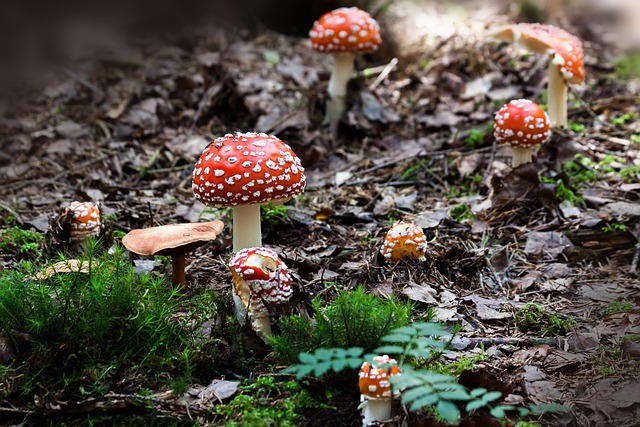 Fliegenpilz Pulver kaufen: Alles, was Sie wissen müssen